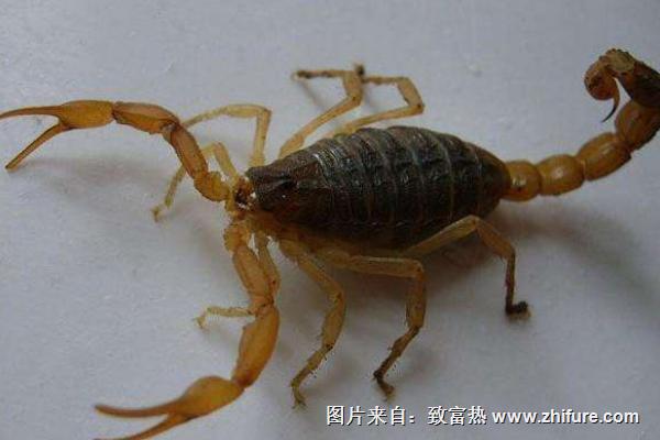 全蝎的功效與作用及禁忌