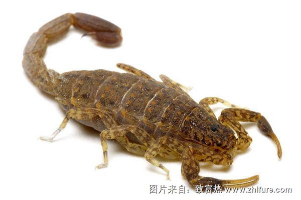 吃蝎子有什么好處？