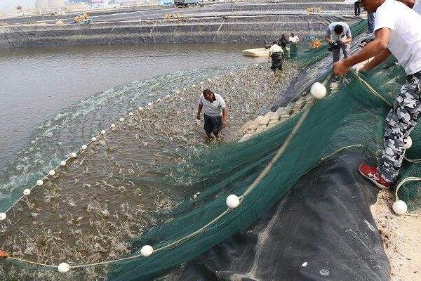 養(yǎng)蝦的基本知識有哪些？