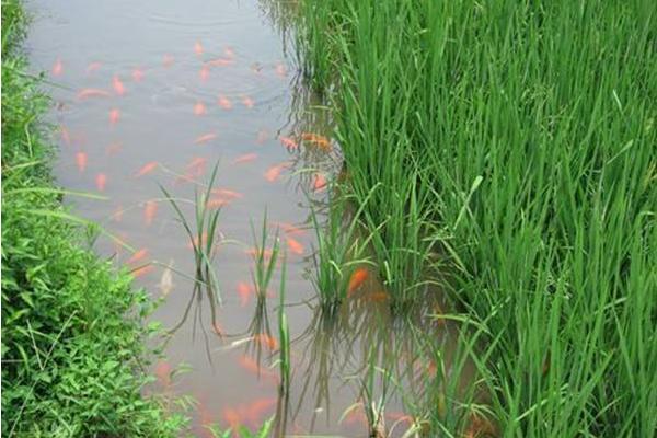 養(yǎng)蝦的基本知識有哪些？