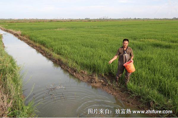 養(yǎng)蝦的基本知識有哪些？