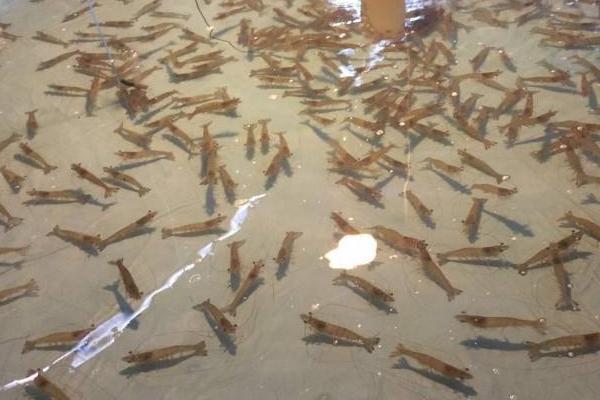 養(yǎng)蝦的基本知識有哪些？