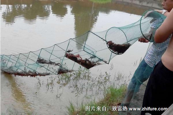 養(yǎng)蝦的基本知識有哪些？