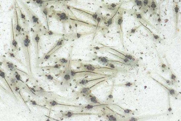 養(yǎng)蝦的基本知識有哪些？