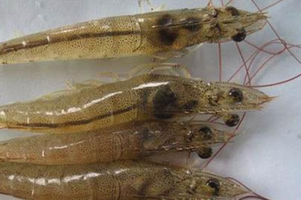 養(yǎng)蝦的基本知識有哪些？