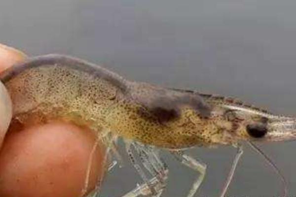 養(yǎng)蝦的基本知識有哪些？