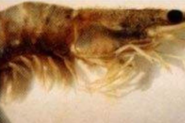 養(yǎng)蝦的基本知識有哪些？