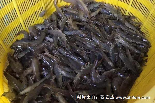 養(yǎng)蝦的基本知識有哪些？