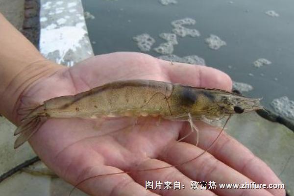 養(yǎng)蝦的基本知識有哪些？