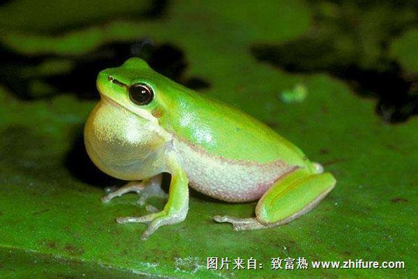 青蛙為什么晚上會叫？