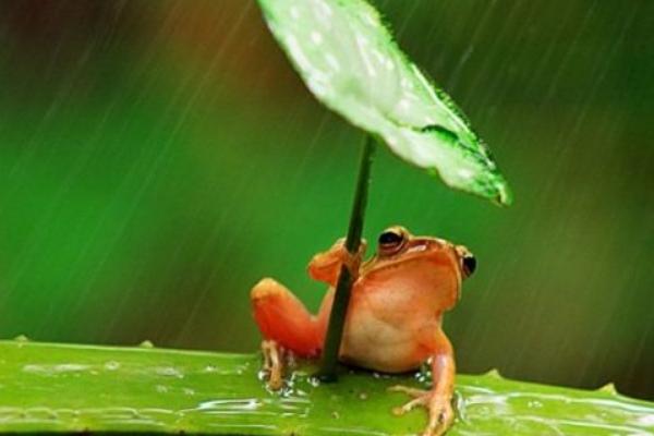 青蛙為什么晚上會叫?