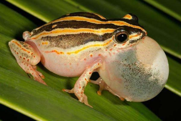 青蛙為什么晚上會叫?