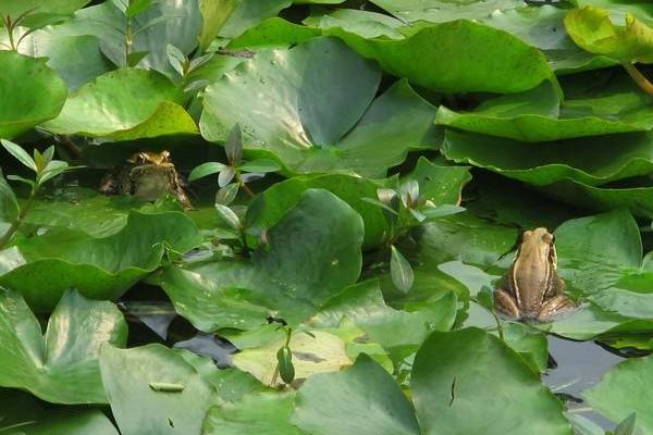 青蛙為什么晚上會叫?