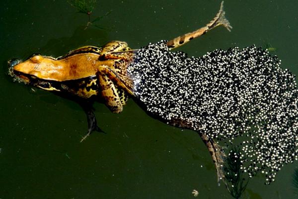 青蛙為什么晚上會叫?