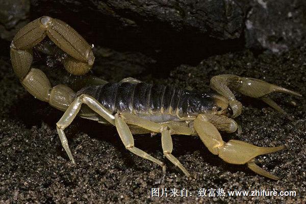 蝎子價格多少錢一斤？