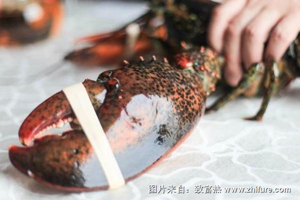 波士頓龍蝦怎么殺？