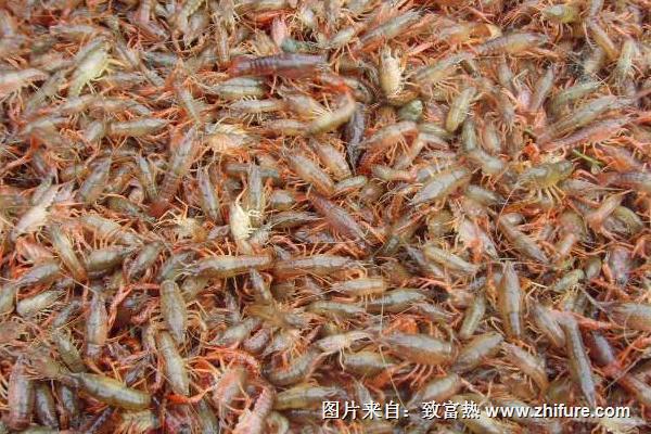 2018小龍蝦蝦苗價格多少錢一斤？