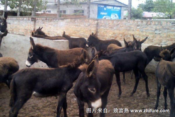 2018養肉驢賺錢嗎？肉驢養殖的利潤與投資成本及前景預測