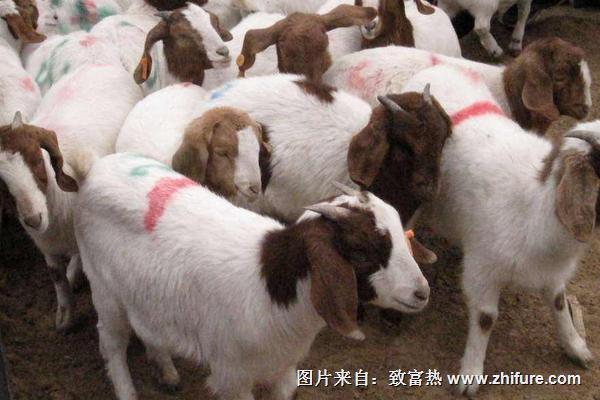 2018養(yǎng)波爾山羊賺錢嗎?波爾山羊養(yǎng)殖的利潤與投資成本及前景預(yù)測