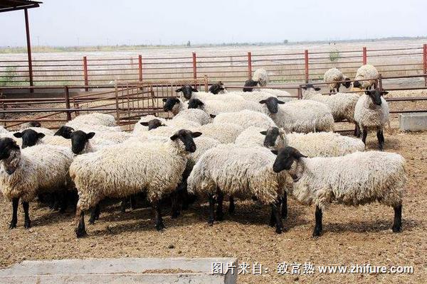 2018養(yǎng)肉羊賺錢嗎？肉羊養(yǎng)殖的利潤與投資成本及前景預(yù)測