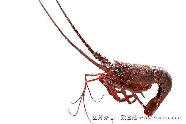 波士頓龍蝦和澳洲龍蝦的區別是什么？