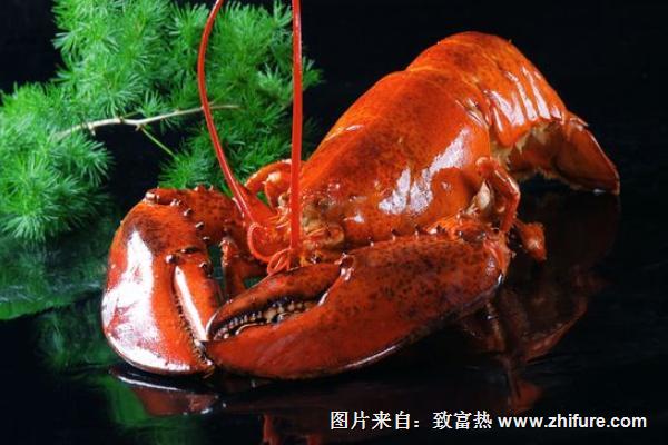 波士頓龍蝦蒸多長時(shí)間？