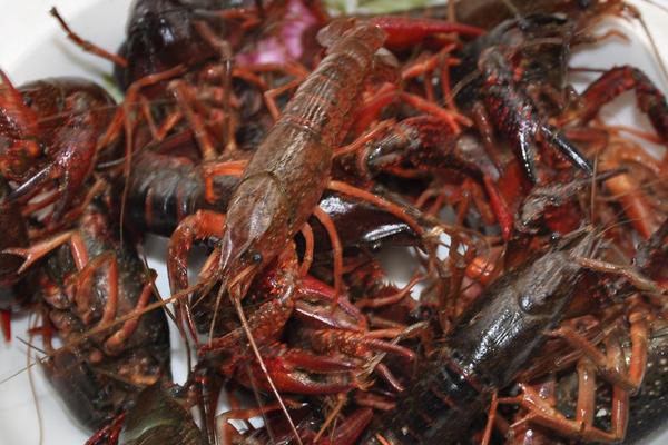 蒜香蒜蓉小龍蝦的做法