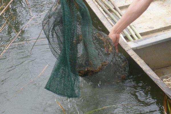 蒜香蒜蓉小龍蝦的做法