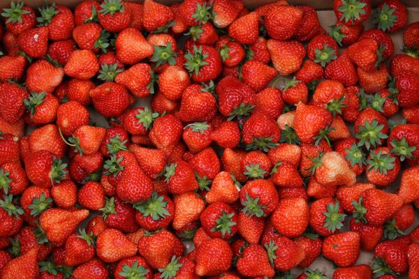 種一畝草莓能賺多少錢?種草莓的成本和利潤