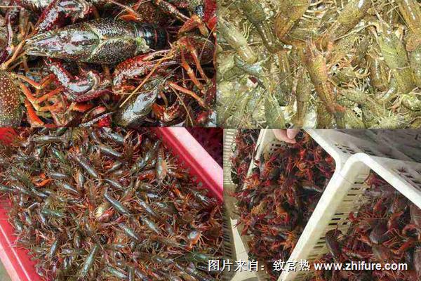 小龍蝦養殖飼料有哪些？