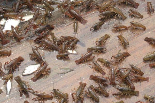 小龍蝦養殖飼料有哪些?