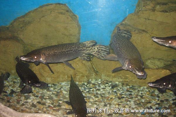 福鱷魚價格多少錢一條？