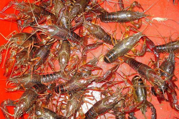 小龍蝦養殖飼料有哪些?