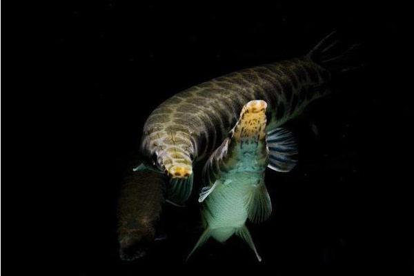 福鱷魚價格多少錢一條？