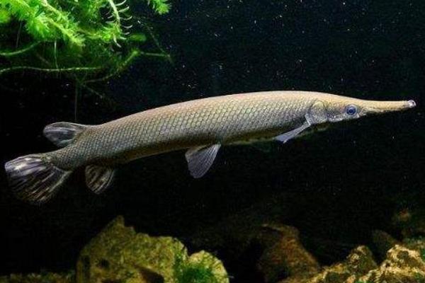 福鱷魚價格多少錢一條？