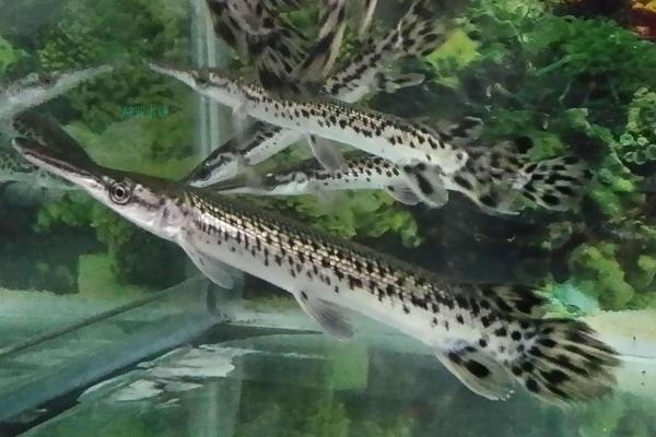 福鱷魚價格多少錢一條？