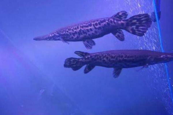 福鱷魚價格多少錢一條？