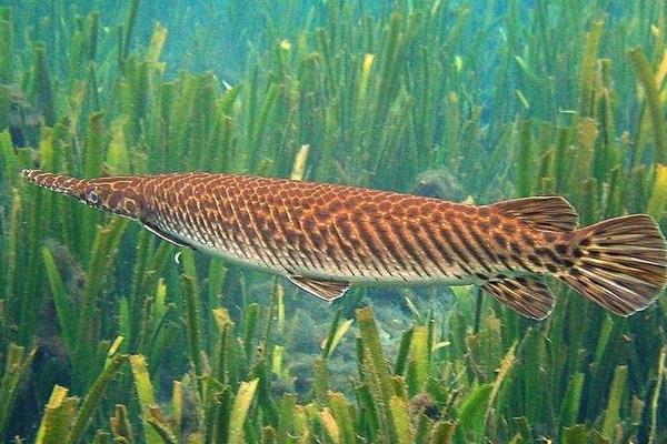 福鱷魚價格多少錢一條？