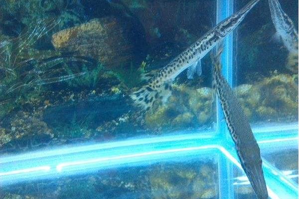 福鱷魚價格多少錢一條？