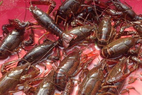 小龍蝦養殖飼料有哪些?