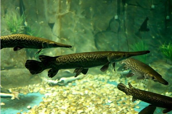 福鱷魚價格多少錢一條？