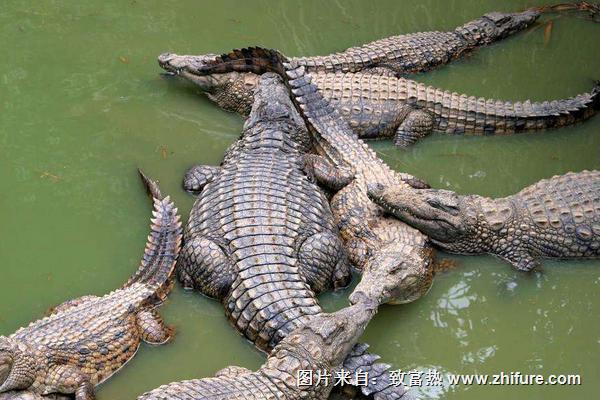 鱷魚肉的功效與作用