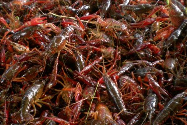 小龍蝦養殖飼料有哪些?