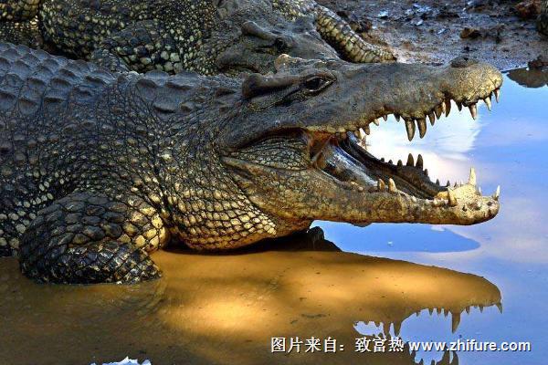 鱷魚圖片大全