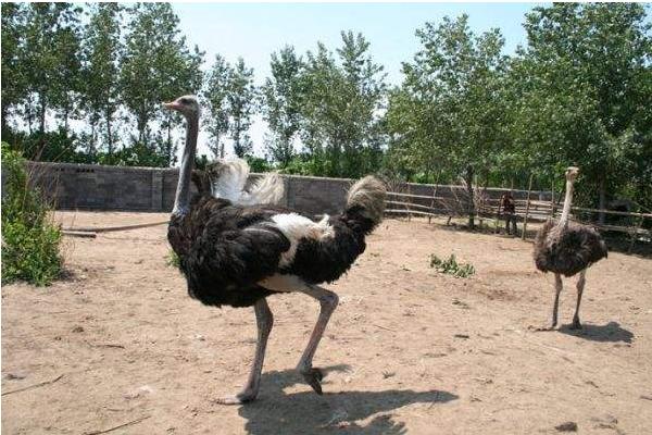 養(yǎng)殖鴕鳥的四大要點(diǎn)