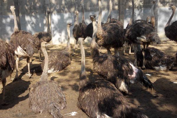 養(yǎng)殖鴕鳥的四大要點(diǎn)