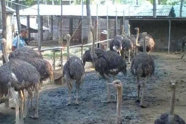 養(yǎng)殖鴕鳥的四大要點(diǎn)