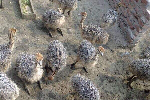 養(yǎng)殖鴕鳥的四大要點(diǎn)