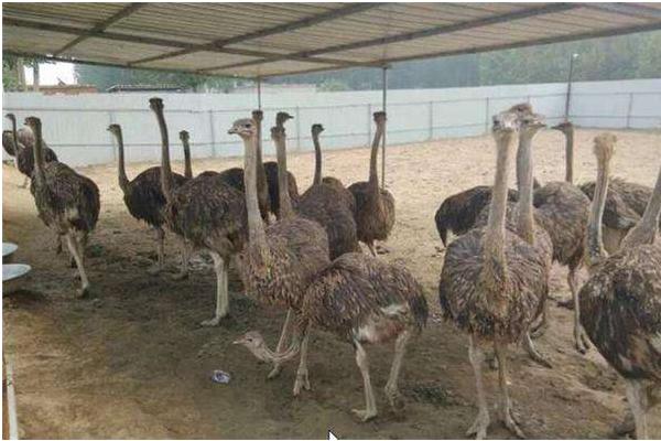 養(yǎng)殖鴕鳥的四大要點(diǎn)
