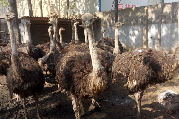 養(yǎng)殖鴕鳥的四大要點(diǎn)